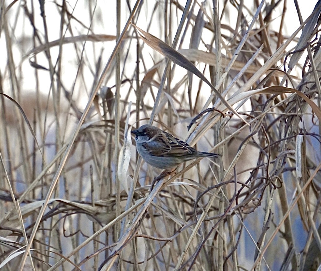 House Sparrow - ML194699371