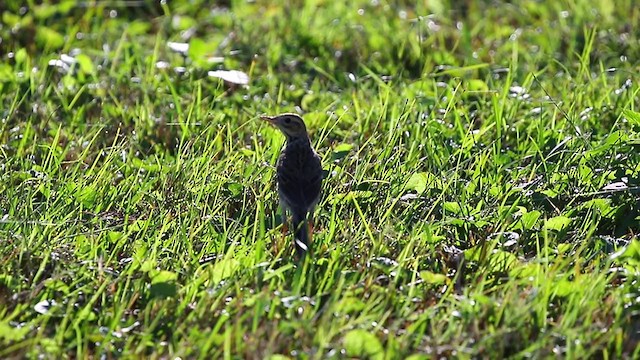 Richard's Pipit - ML194699631