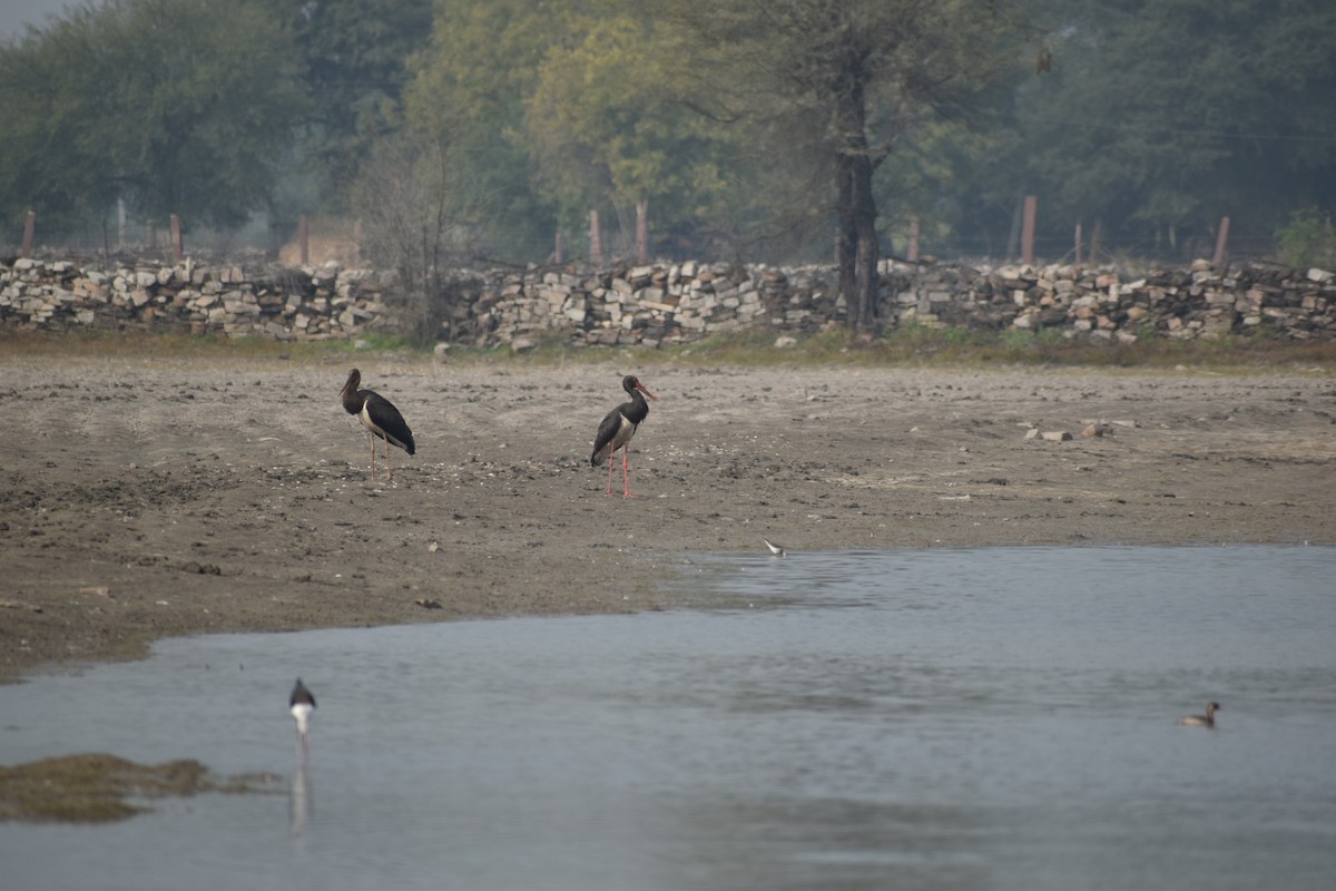 Black Stork - Raju Soni