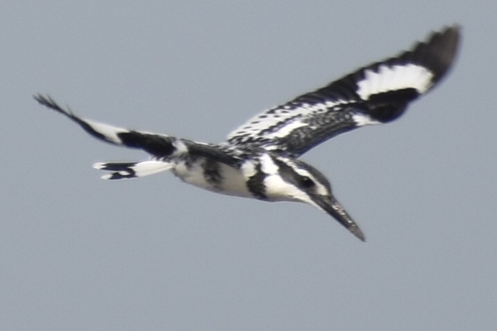 Pied Kingfisher - ML194701071