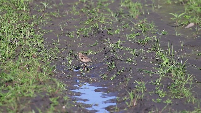 Richard's Pipit - ML194701411