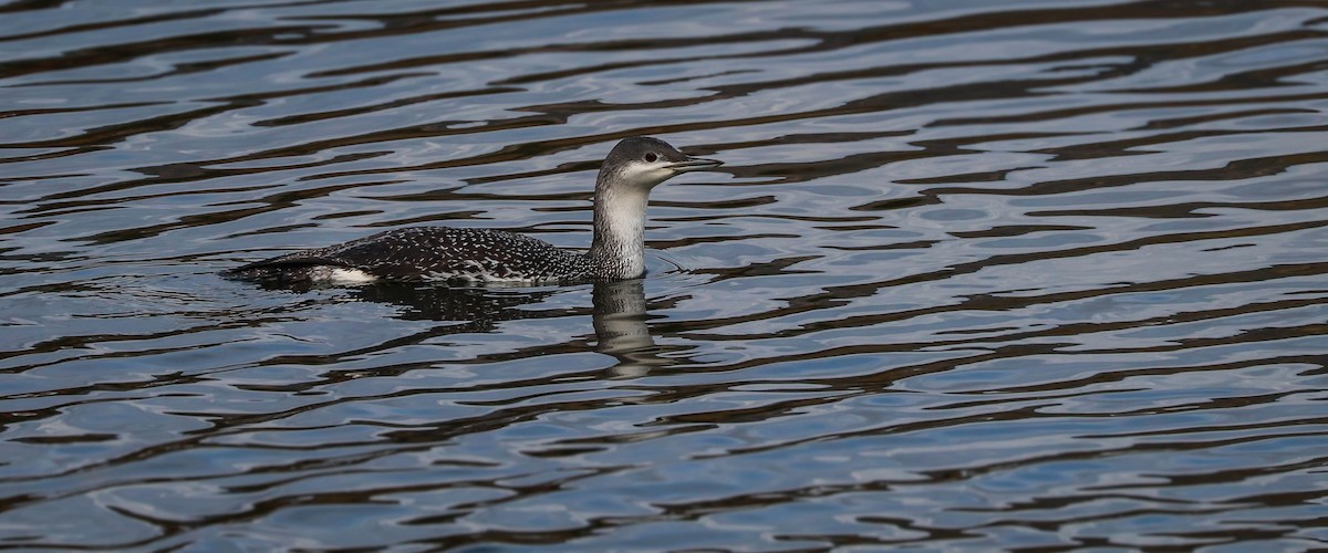 Red-throated Loon - Kathleen Waldron