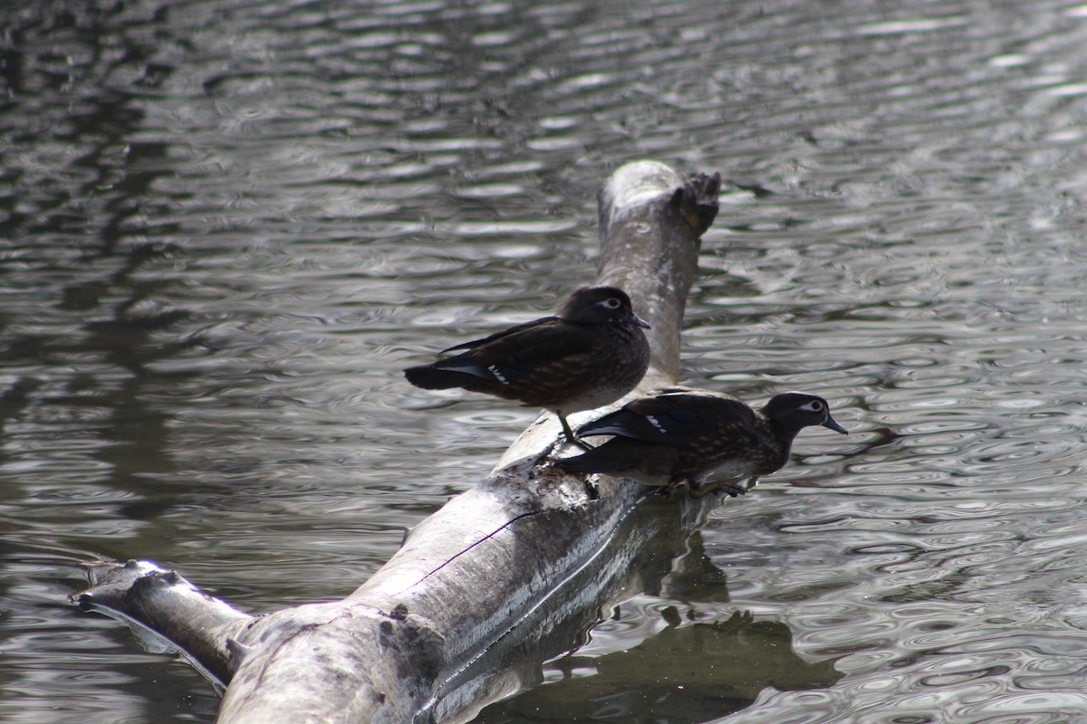 Wood Duck - ML194703241