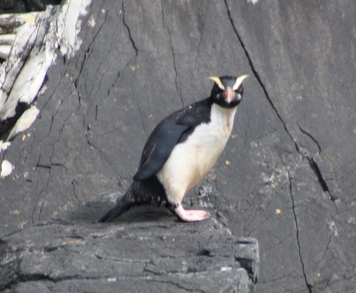 Sarı Kaşlı Penguen - ML194703831