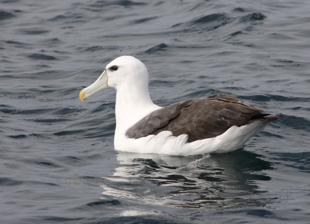 Albatros à cape blanche - ML194703871