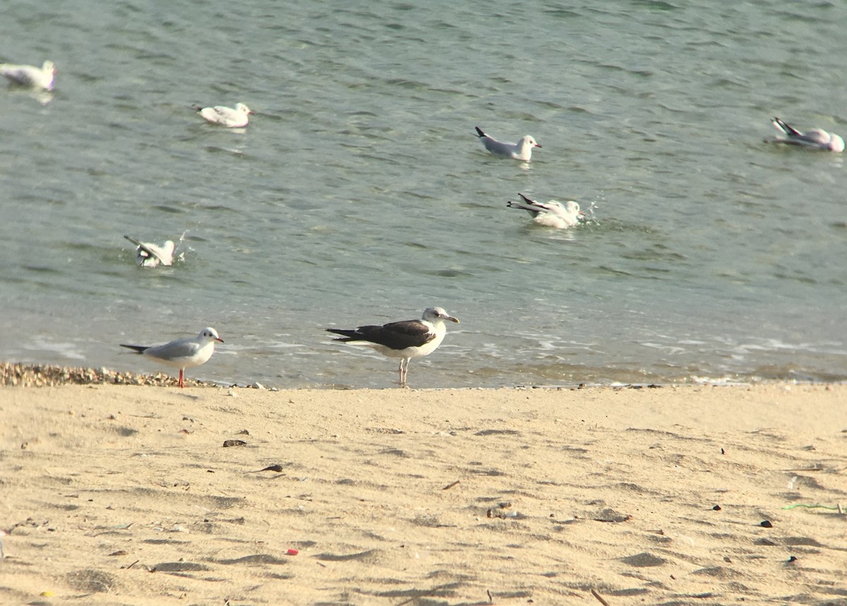 Lesser Black-backed Gull - ML194703931