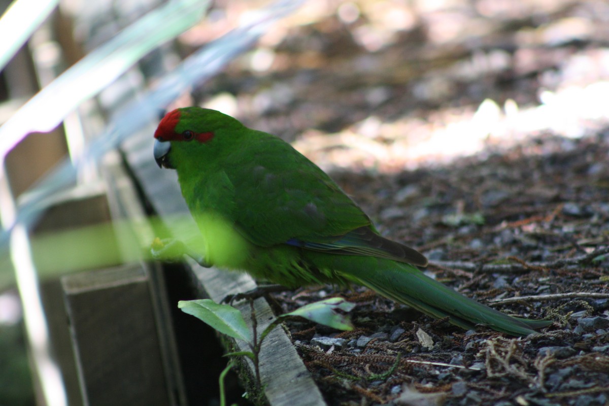 Red-crowned Parakeet - John Conrad