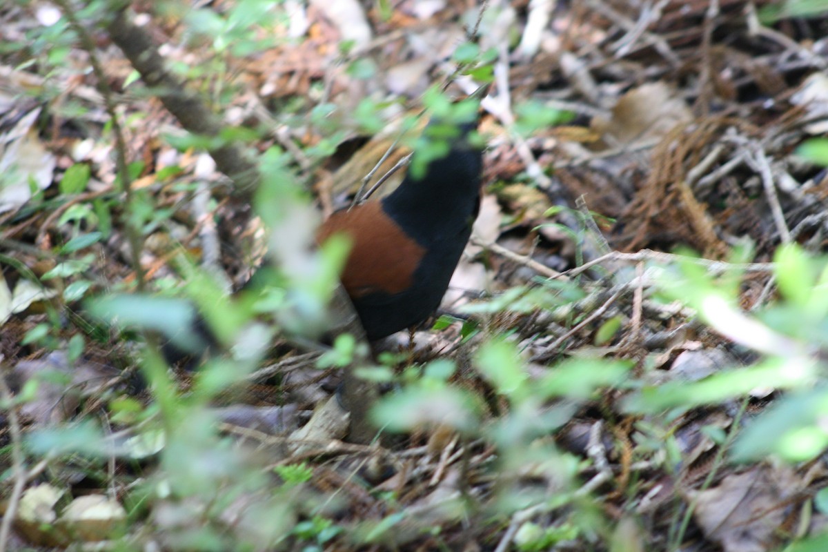 South Island Saddleback - John Conrad