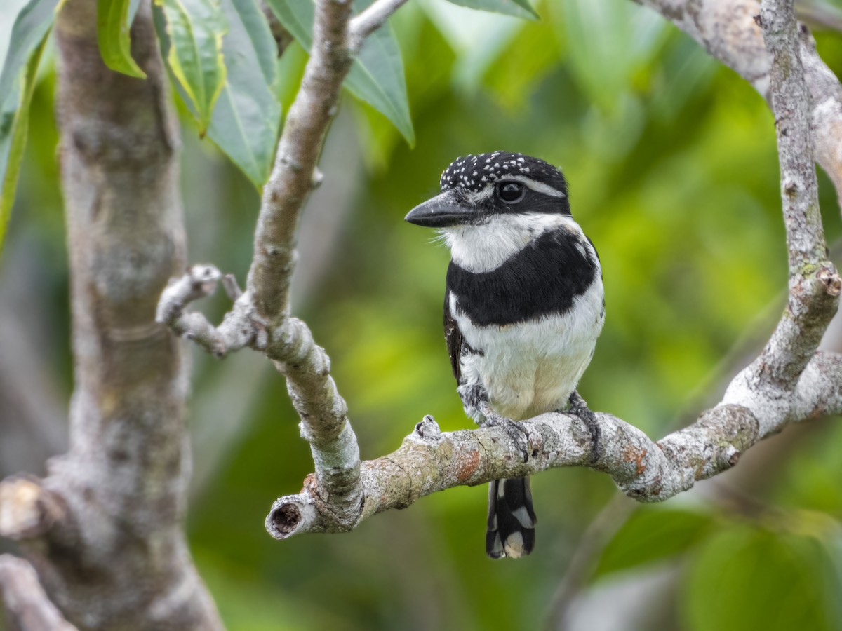 Pied Puffbird - ML194704411