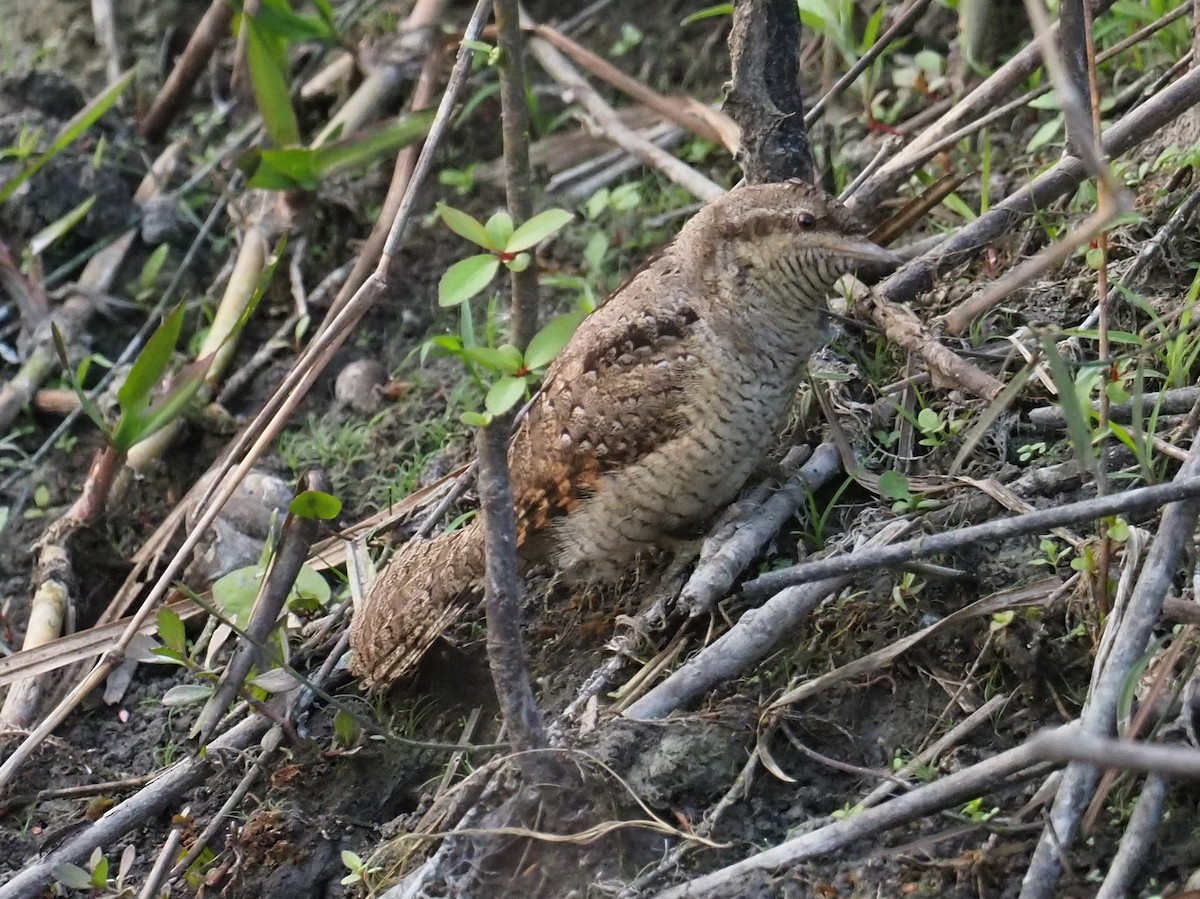 Eurasian Wryneck - ML194704691