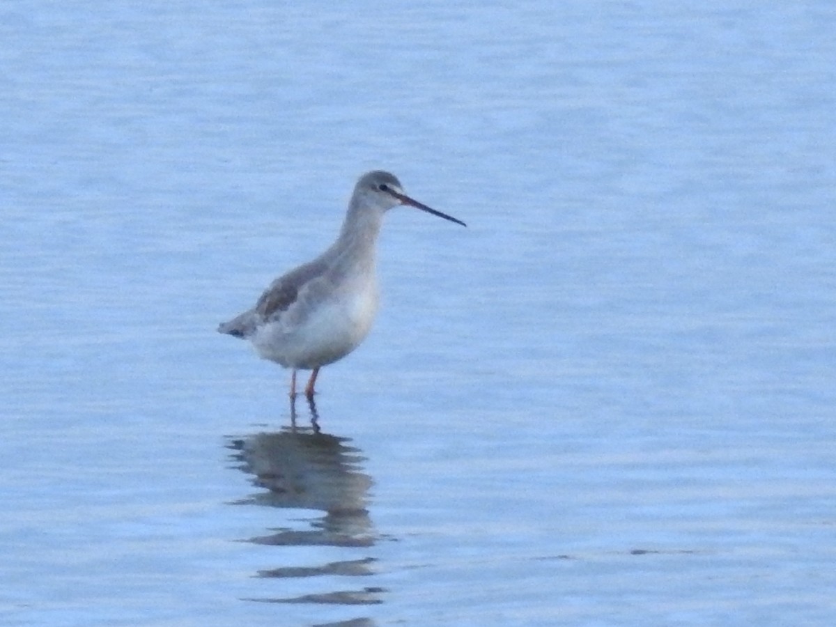 Spotted Redshank - Jan Meerman