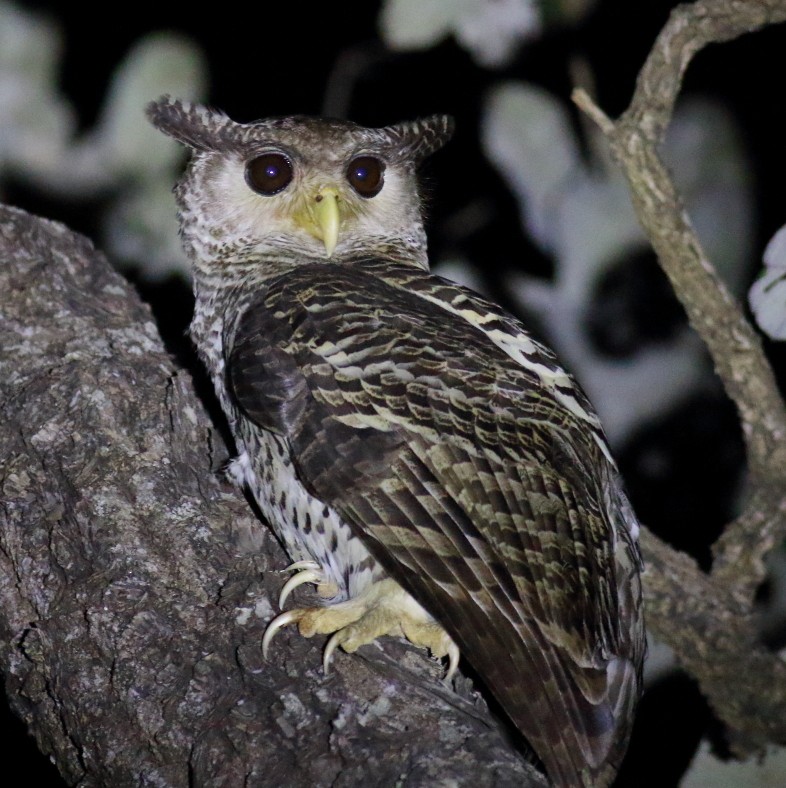 Spot-bellied Eagle-Owl - ML194705911