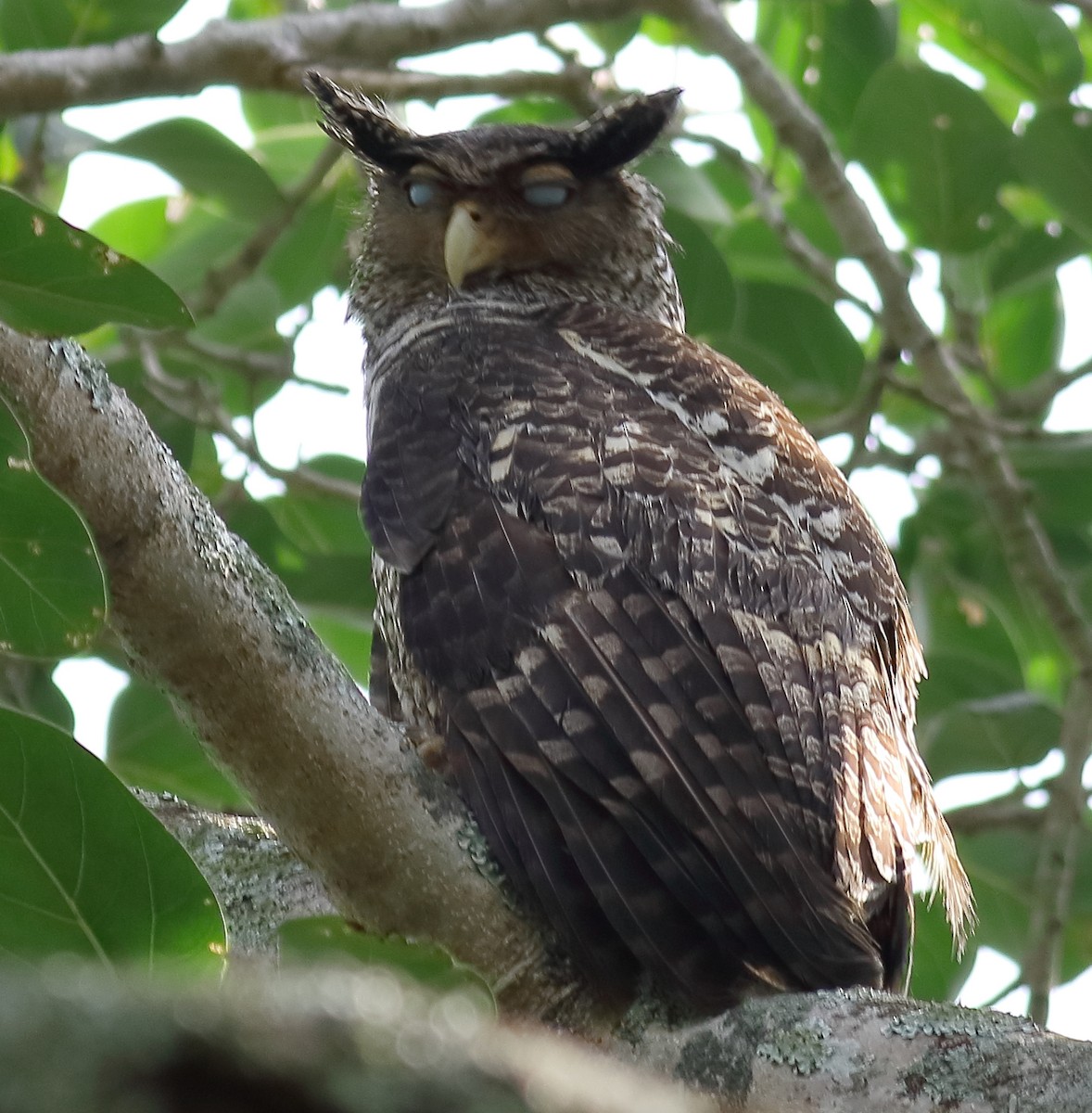 Spot-bellied Eagle-Owl - ML194705961