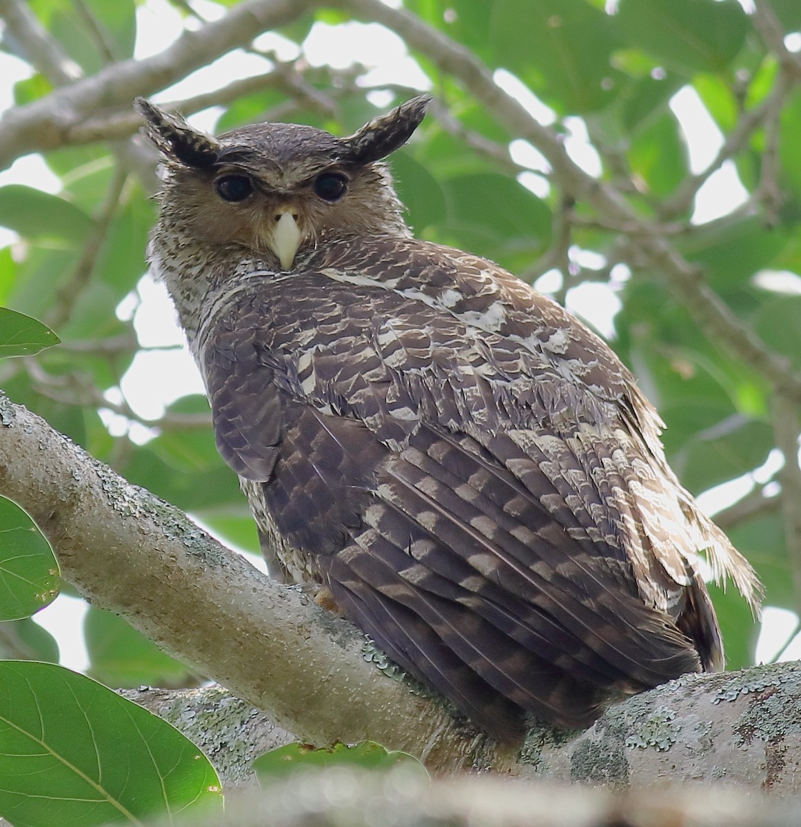 Spot-bellied Eagle-Owl - ML194705971