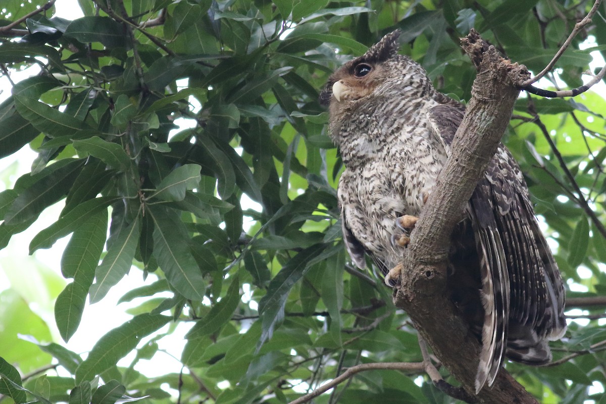 Spot-bellied Eagle-Owl - ML194706041