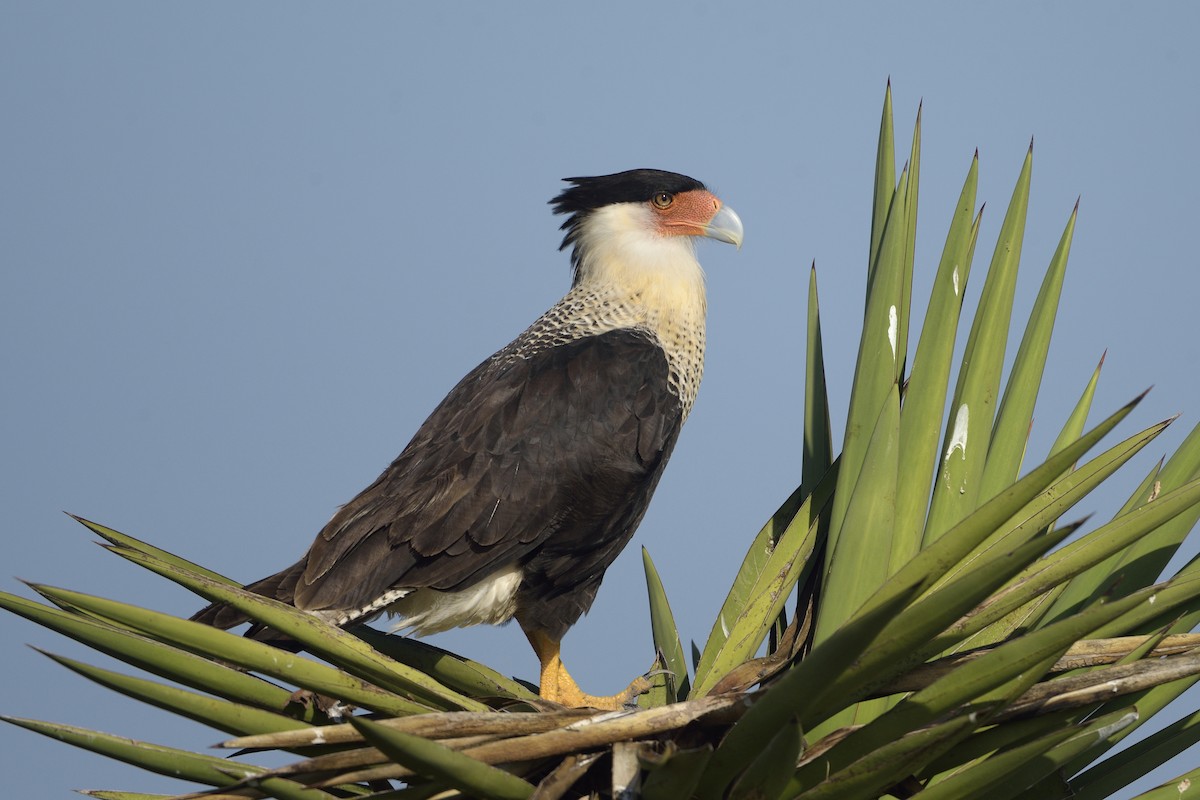 Crested Caracara (Northern) - ML194707781
