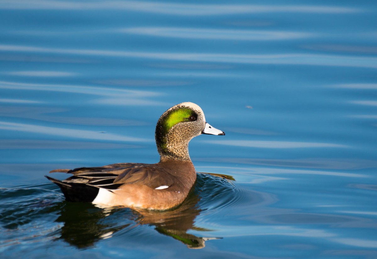 American Wigeon - Herb Elliott