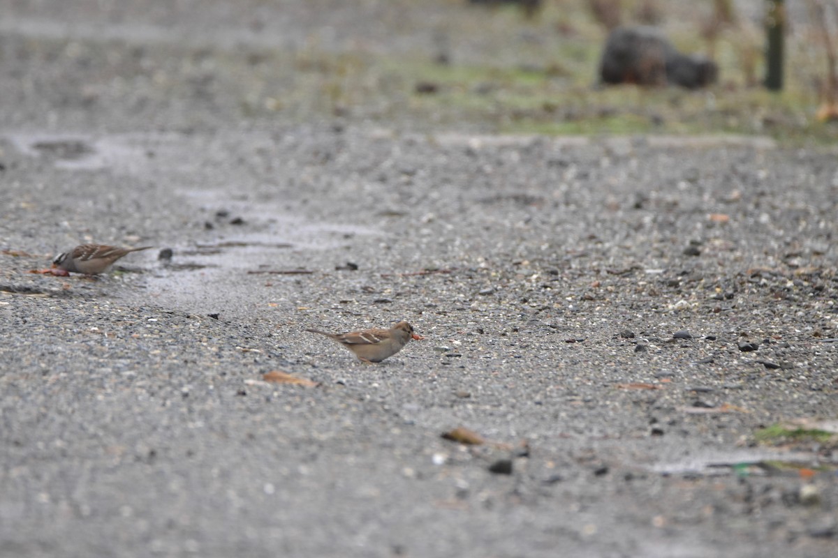 White-crowned Sparrow (Gambel's) - ML194708521