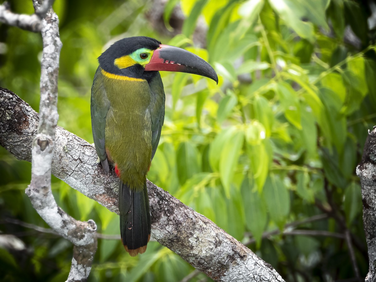 Guianan Toucanet - ML194708961