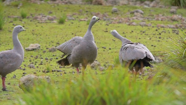 Cape Barren Goose - ML194711621