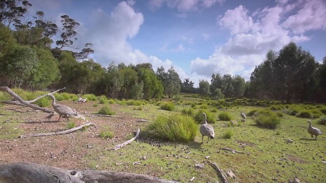 Cape Barren Goose - ML194713631