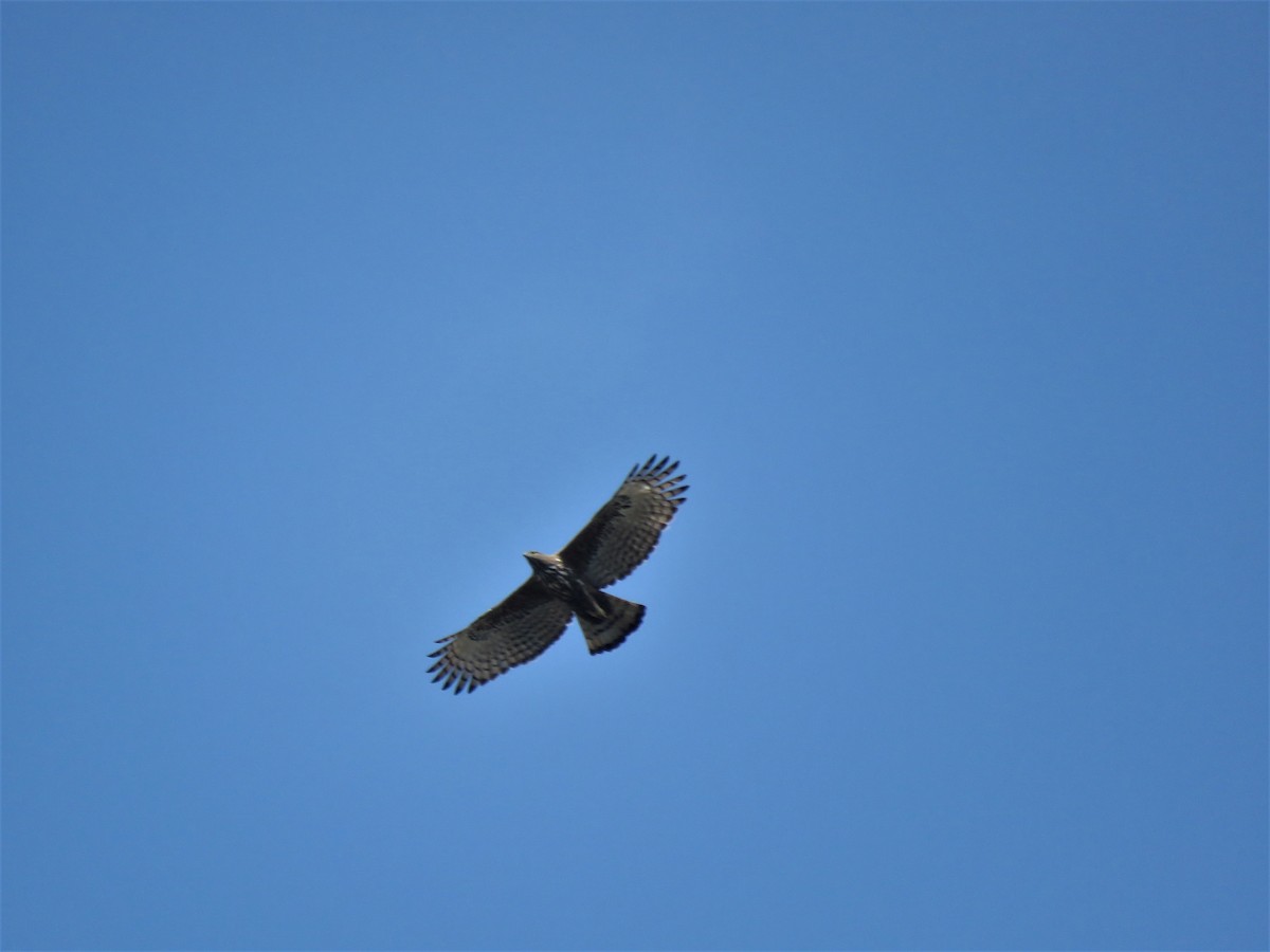 Changeable Hawk-Eagle - ML194713671