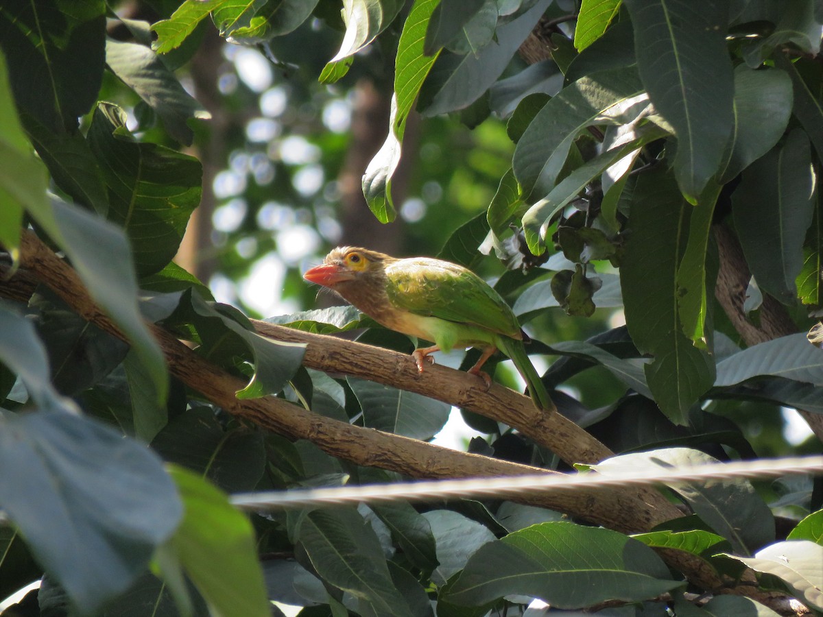 Kahverengi Başlı Barbet - ML194714151