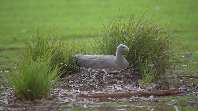 Cape Barren Goose - ML194714341