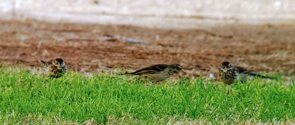 American Pipit - Tim Lenz