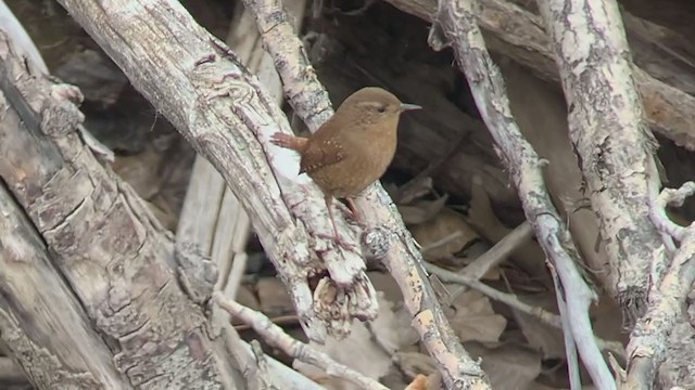 Pacific Wren - ML194714681