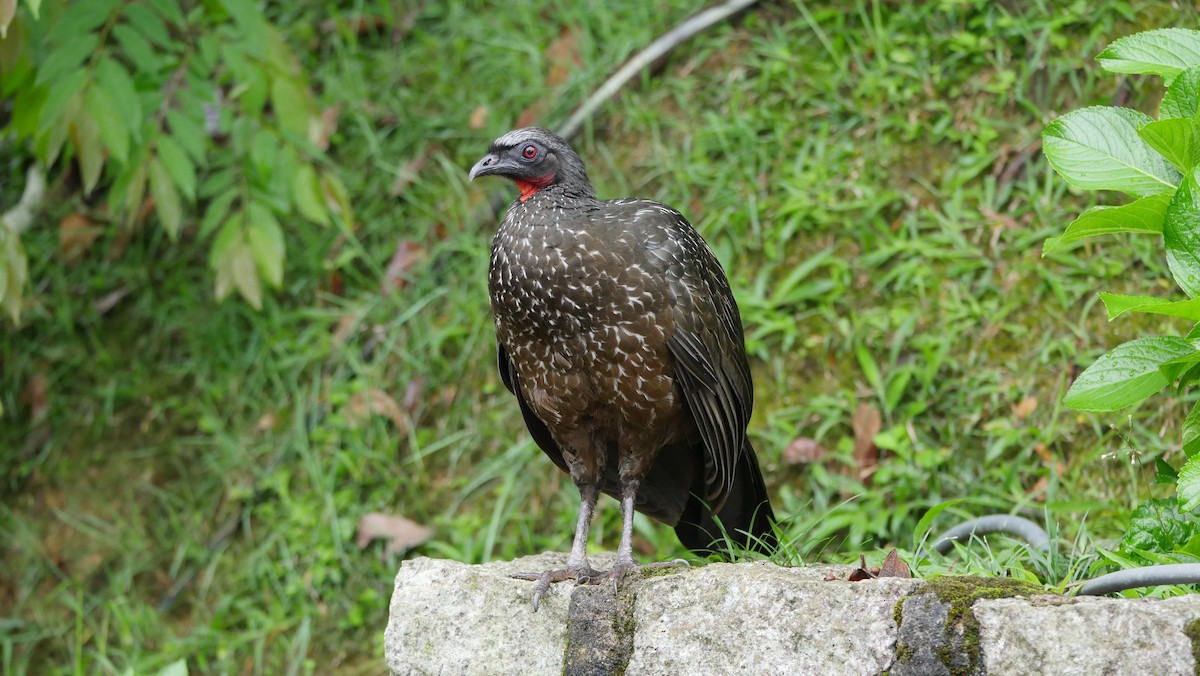 Dusky-legged Guan - Mike Grant