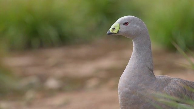 Céréopse cendré - ML194715341