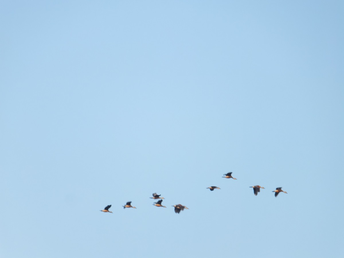 Lesser Whistling-Duck - ML194716461