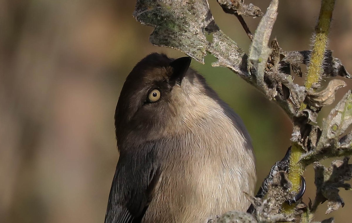 Bushtit - ML194716651