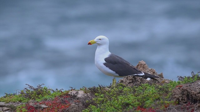 Большеклювая чайка - ML194717801
