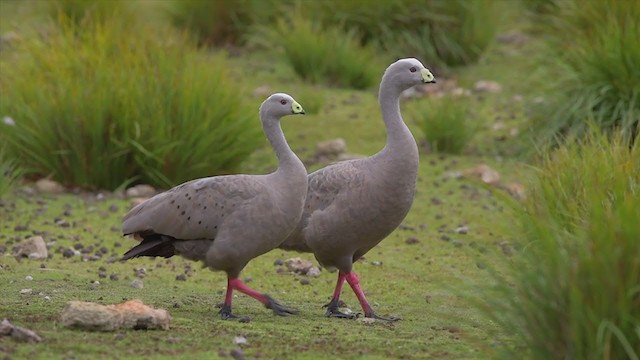 Cape Barren Goose - ML194718271