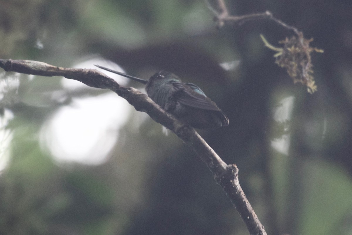 kolibřík zelenočelý - ML194718881