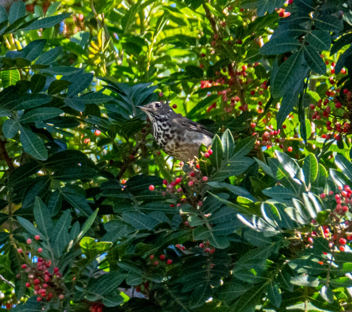 Hermit Thrush - ML194719221