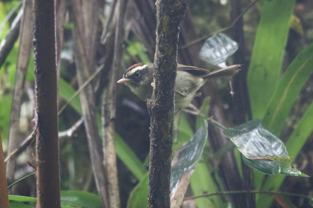 Pirre Warbler - ML194719331