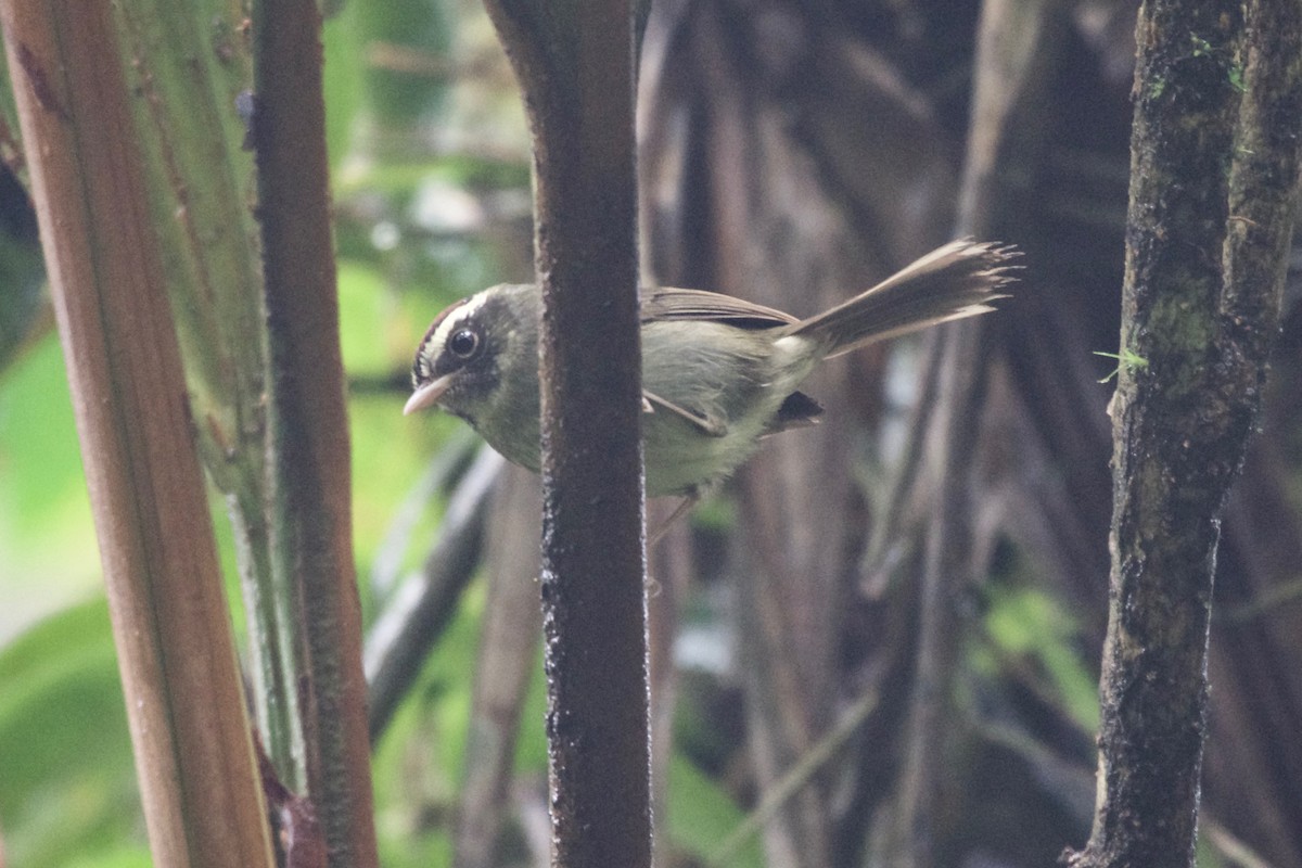 Pirre Warbler - ML194719341