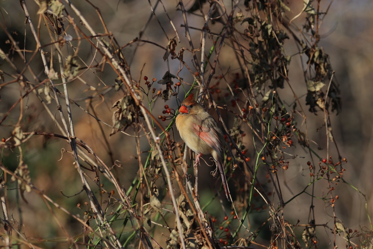 Northern Cardinal - ML194719621