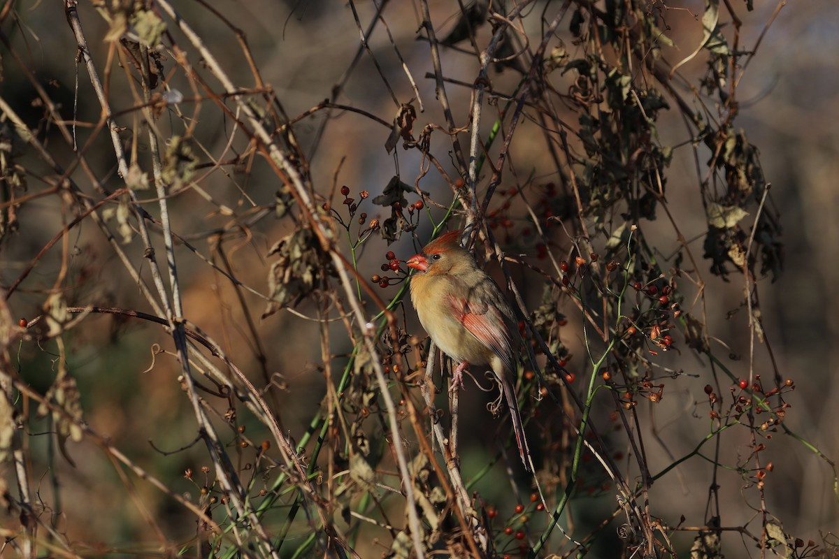 Northern Cardinal - ML194719681