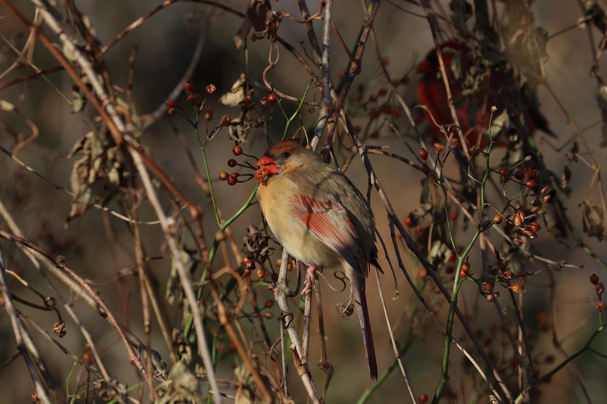 Northern Cardinal - ML194719841