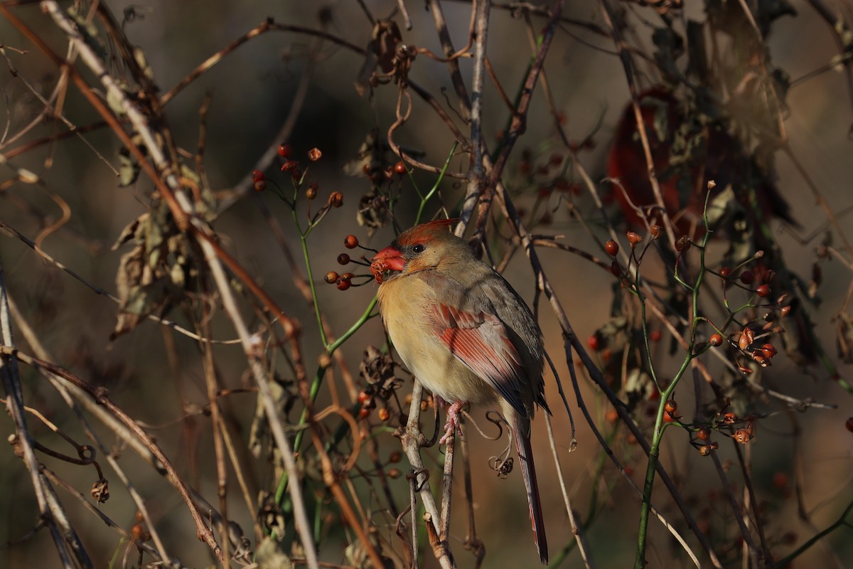 Northern Cardinal - ML194719931