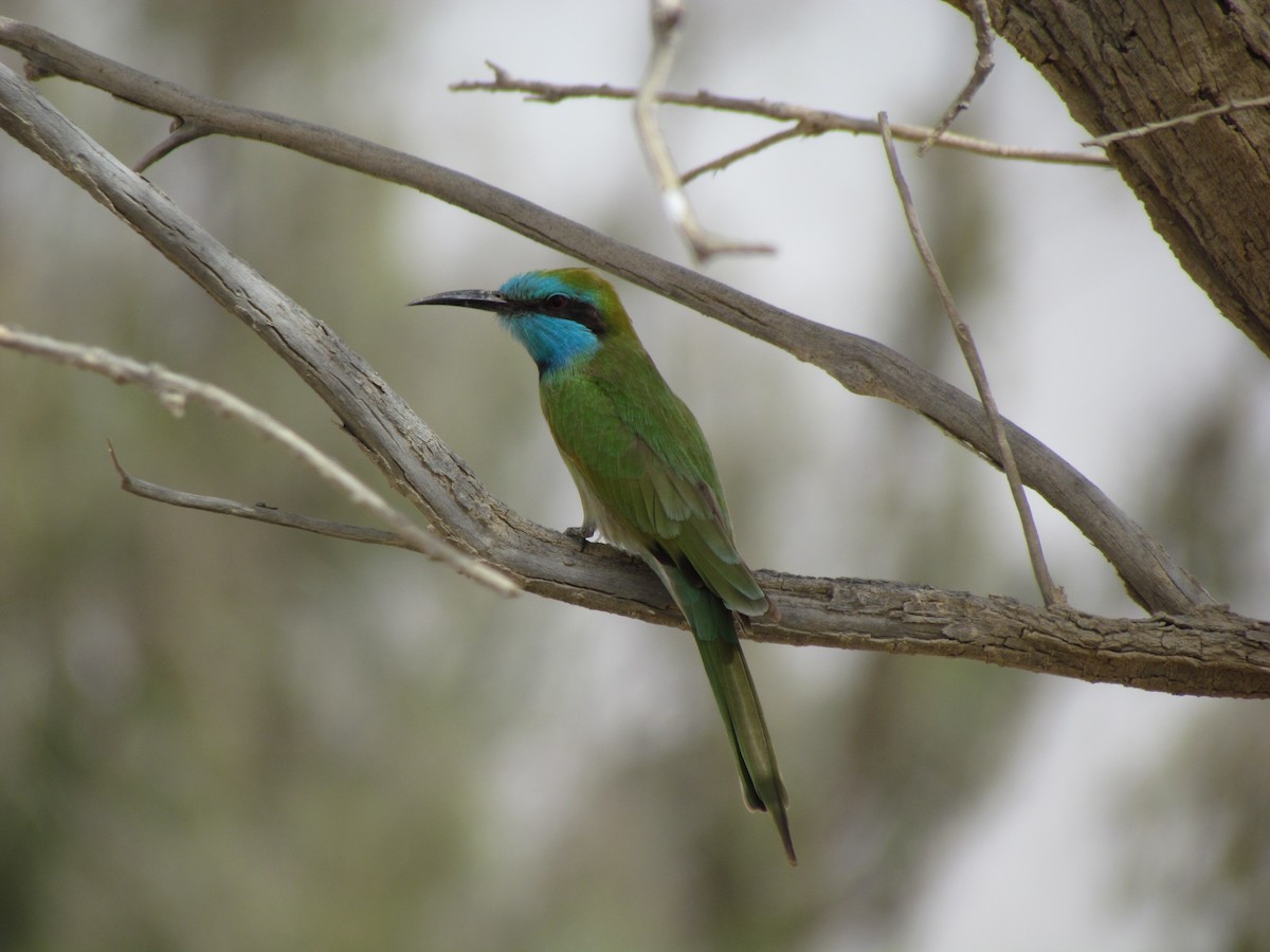 Arabian Green Bee-eater - ML194720511