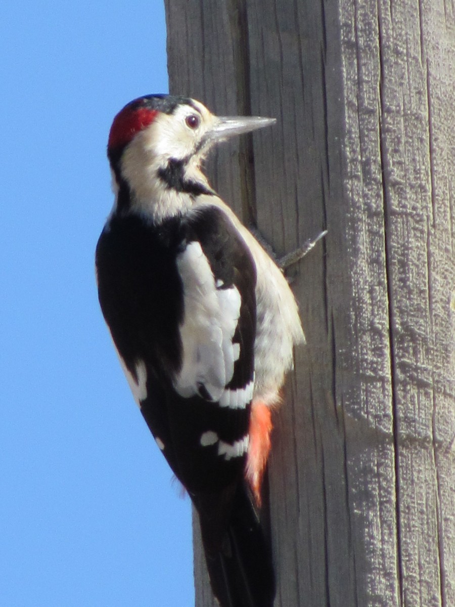 Syrian Woodpecker - ML194720631