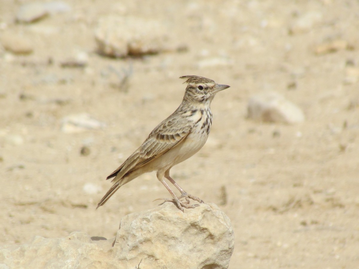 Crested Lark - ML194720711