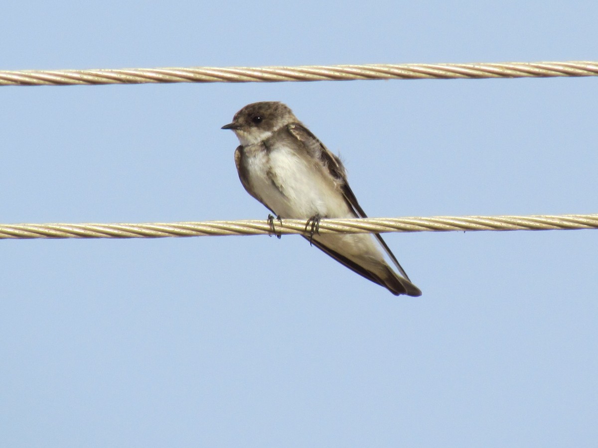 Bank Swallow - ML194720801