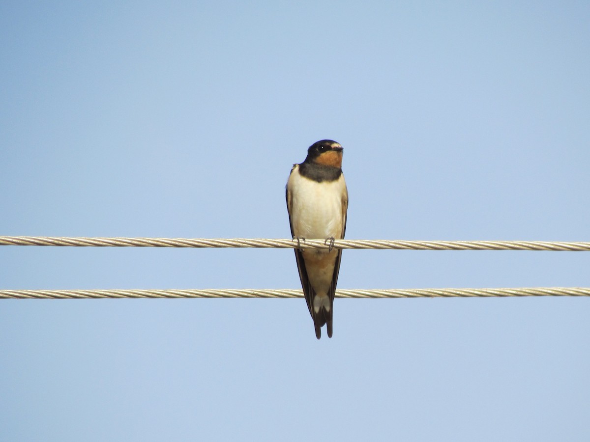 Barn Swallow - ML194720881