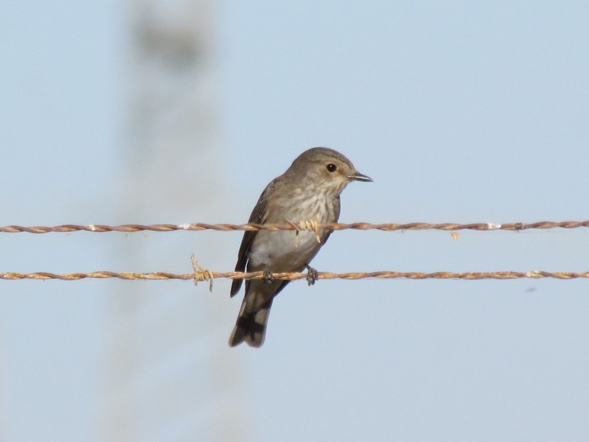 Spotted Flycatcher - ML194720941